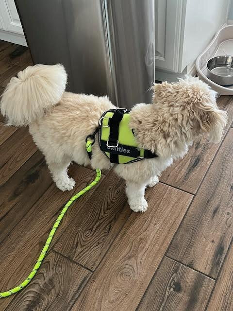 Phenika™ Personalized Premium Dog Harness